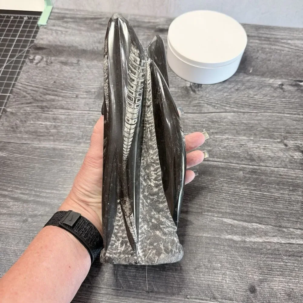 Orthoceras Fossil Tower 3 LB .11 0Z